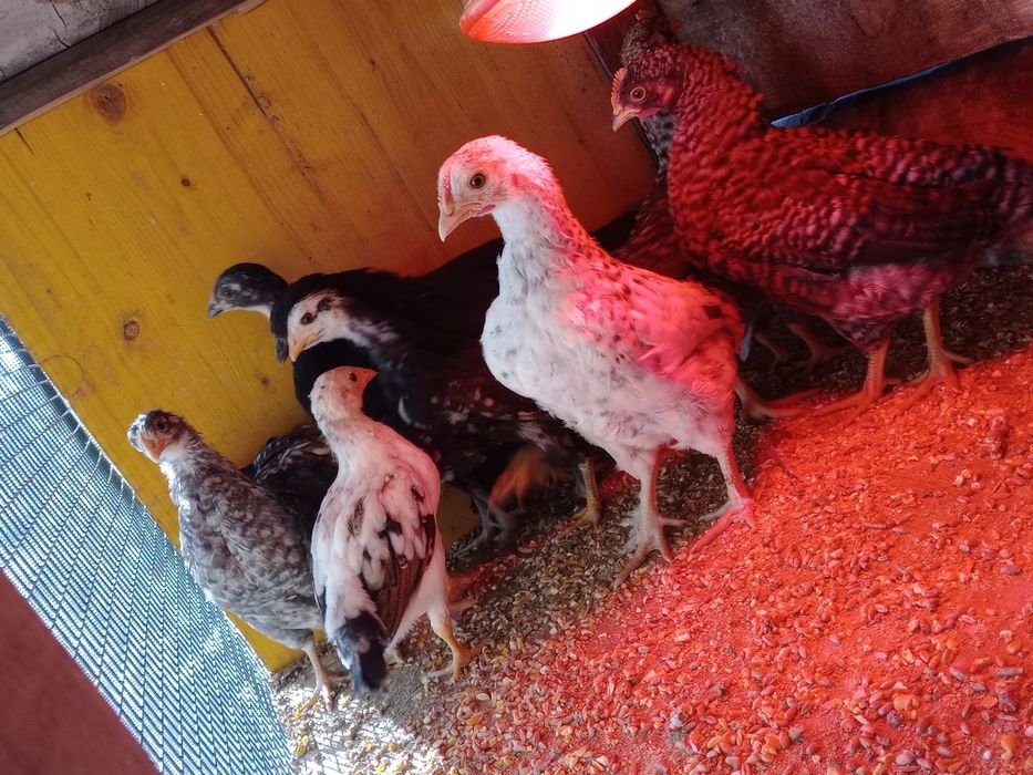 Pintos de várias raças