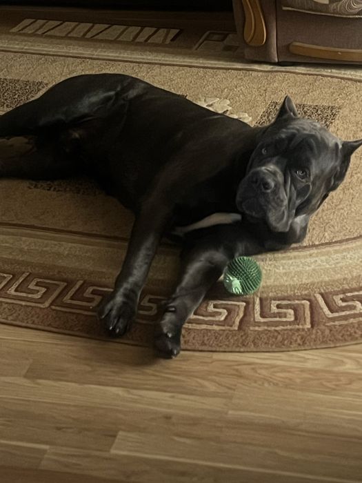 Хлопчик Кане-Корсо шукає наречену!!!