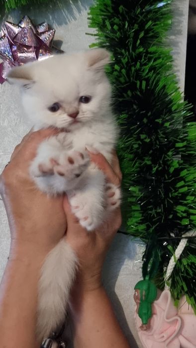 Шотландский  котик