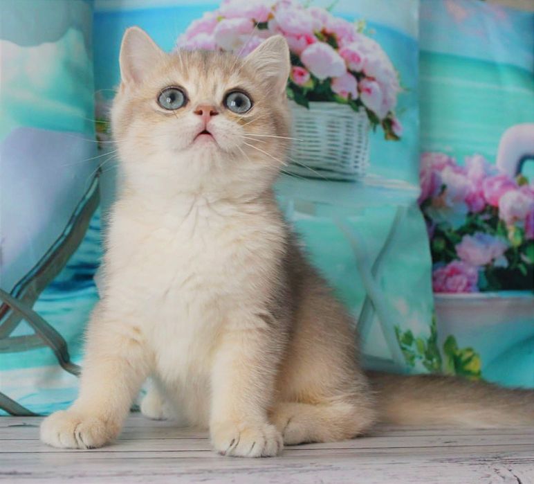 Гарний хлопчик британчик в золотій голубій шубці