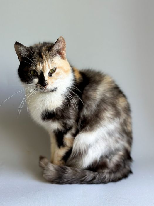 Надзвичайній красуні потрібна родина