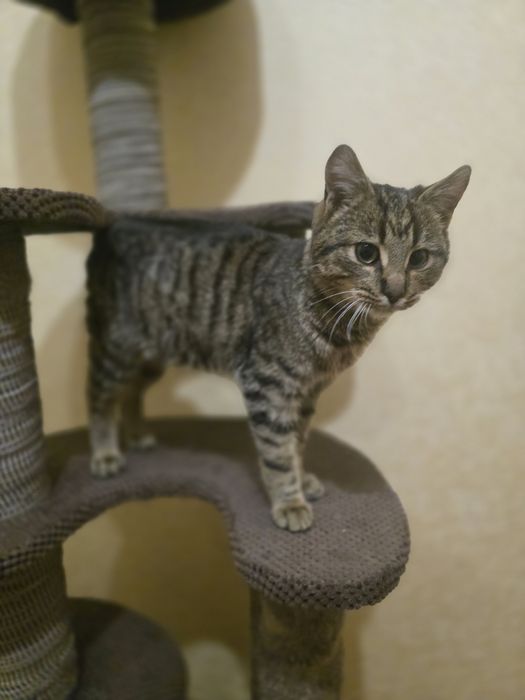 Котик в добрі ручки!