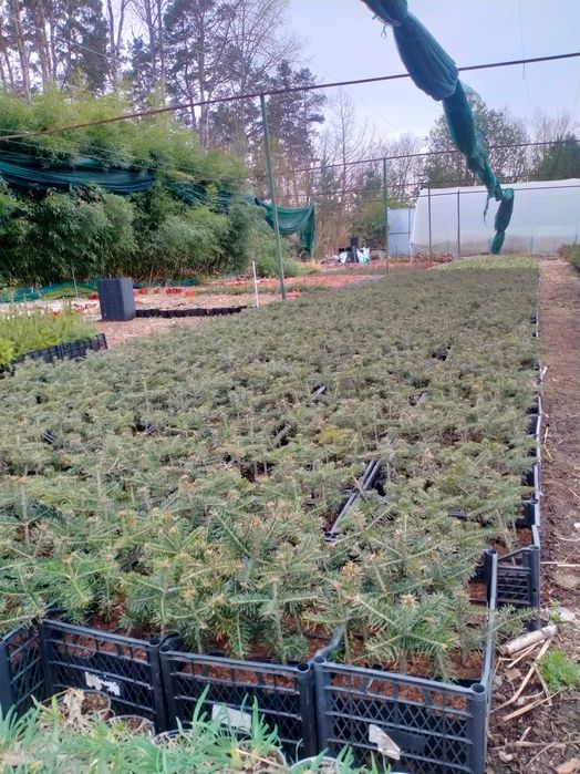 Jodła kaukaska WYSYŁKA 4-letnia Ambrolauri doniczka P9