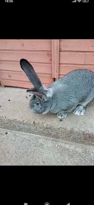 Самець, шиншила..