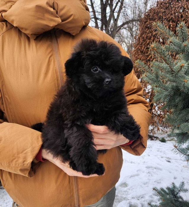 Teddy bear плюшка шпіцпу- хутрова кралечка з Києва