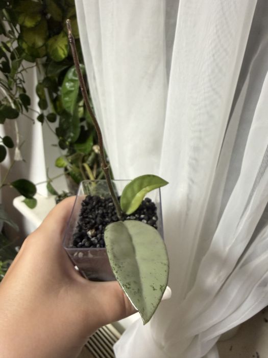Hoya carnosa wilbur graves silver