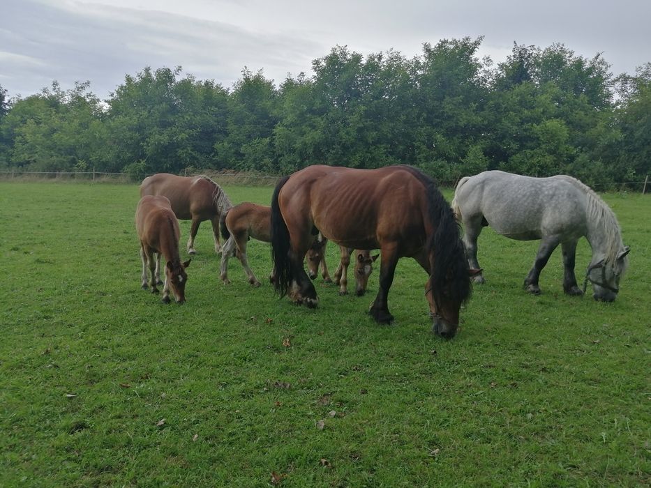 Pilnie Sprzedam !!! klacz kobyła koń konie zimnokrwiste
