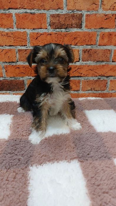 Dziewczynka yorkshire