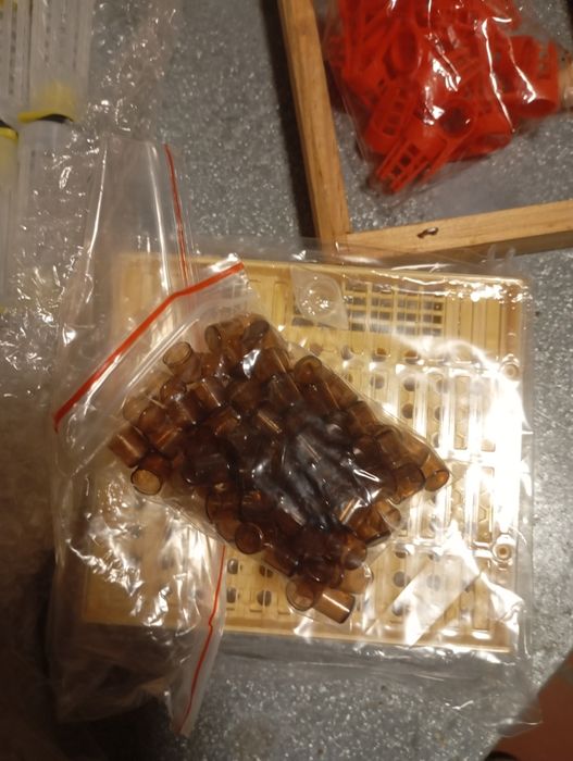 Colmeia criadeira lusitana