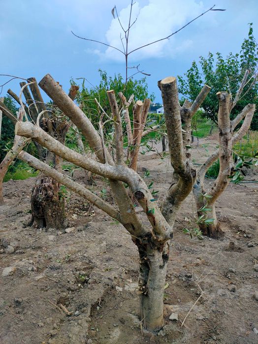 Oliveiras para venda