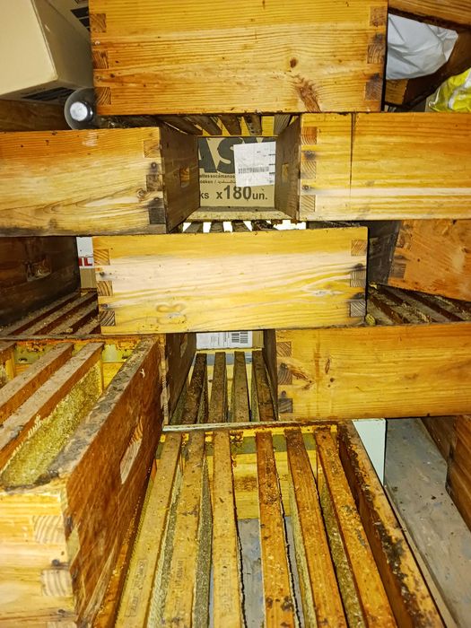 Enxames Vendo zona Serra Estrela