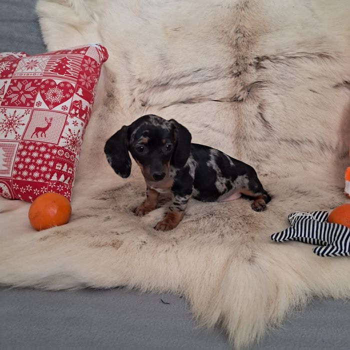 Jamnik miniaturowy  merle suczka