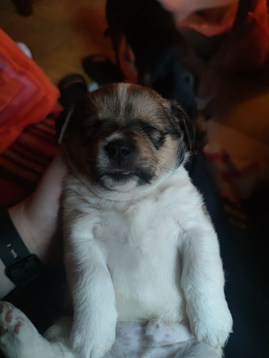 Witam mam na wydanie 2 pieski