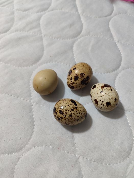 Ovos de codorniz jumbo