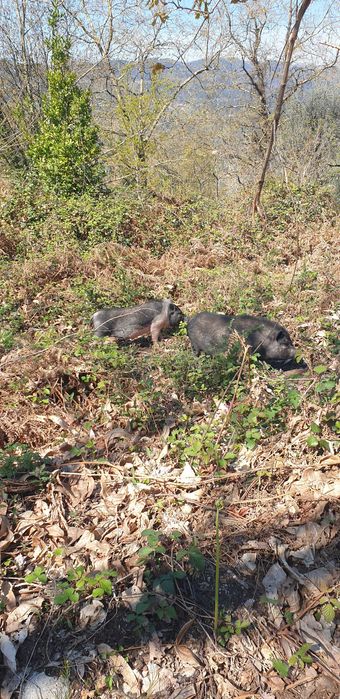 Vendo casal porco anão (pigs)