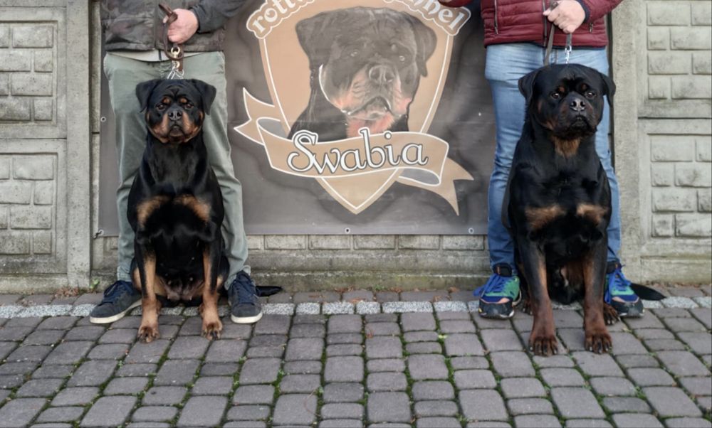 Rottweiler - zapowiedź  miotu Rottweiler