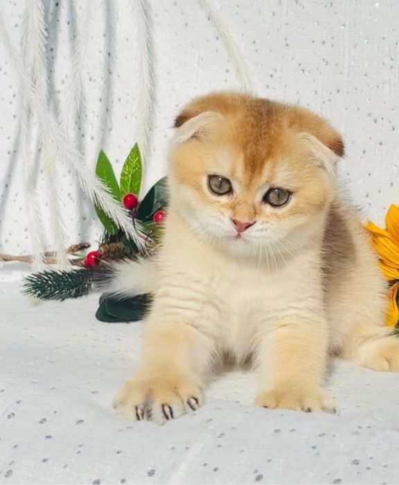 Кукляшний хлопчик золота шиншила вислоухий