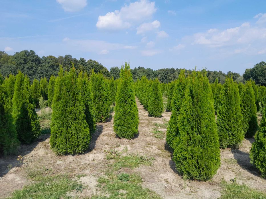 Tuje! Szmaragd! Brabant! Blue Arrow! Do 250 cm! Transport i sadzenie!