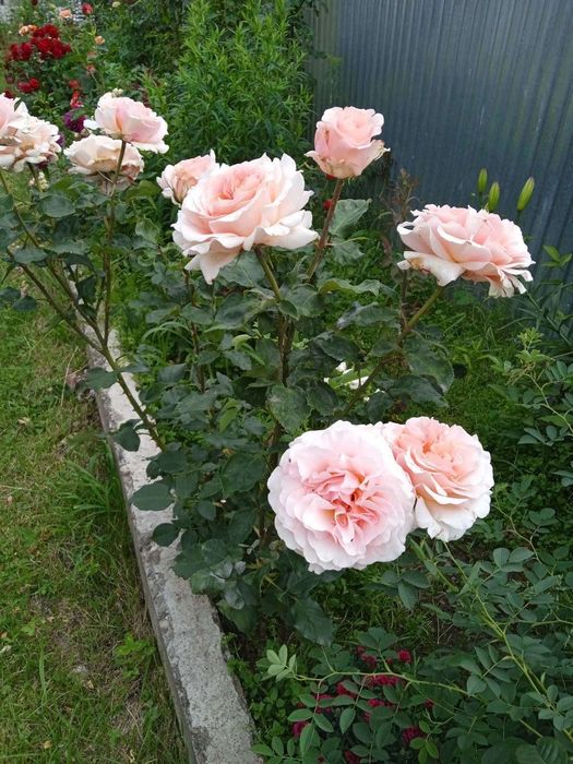 Продам житловий будинок