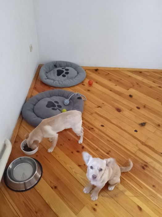 Частный дом. Передержка животных. Зооотель. Зоогостинница.