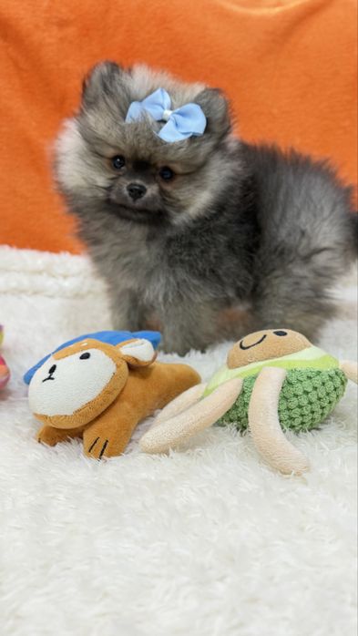 Lulu da Pomerânia Micro Miniatura com Lop e Afixo
