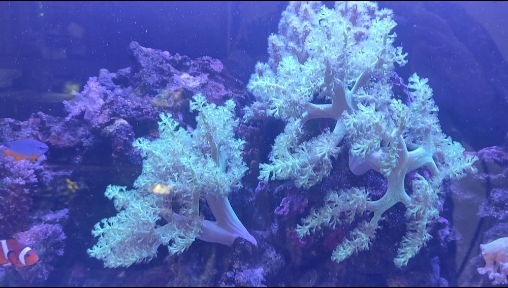 Coral muito fácil