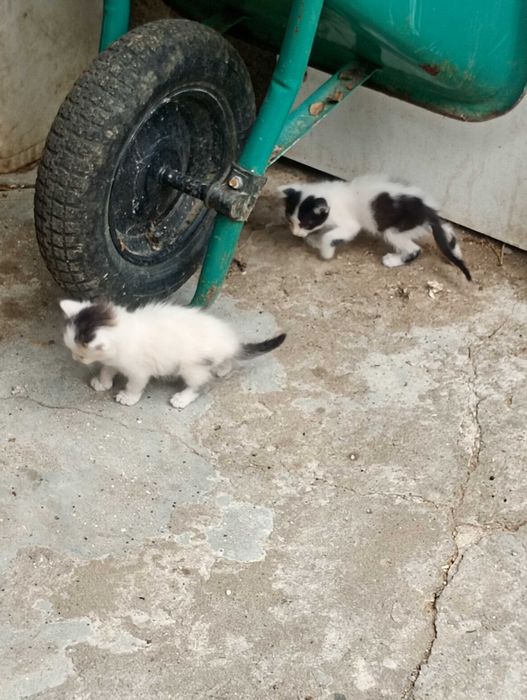 Tem 2 gatinhos para adoção