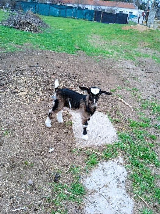 Молочные козочки ламанча