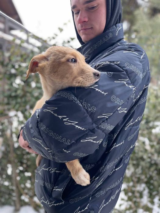 Щенята щукають дім