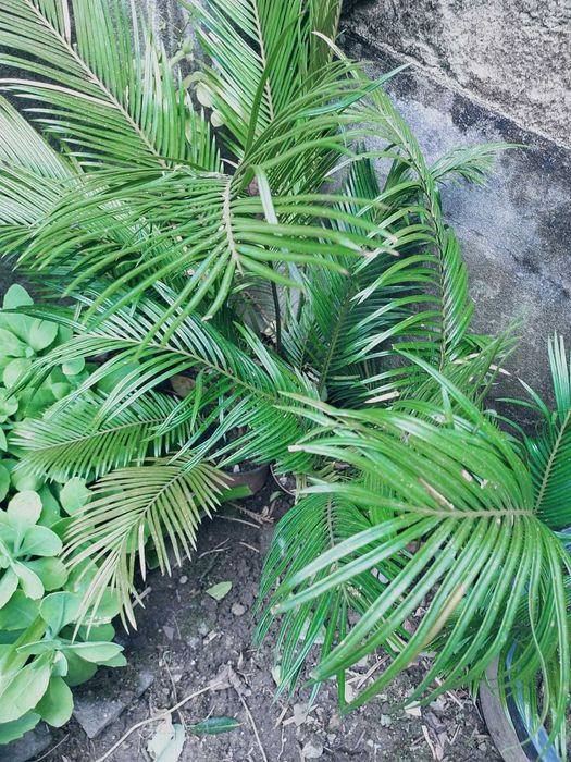 Plantas sicas e arvore de flores de cheiro