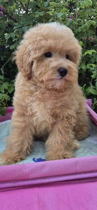 Мальтипу. Хлопчик.