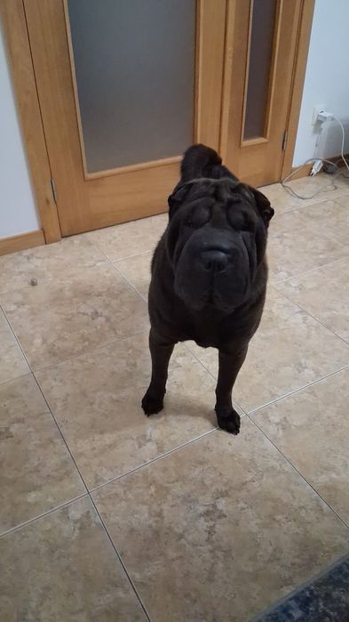 Procura nova família  Sharpei