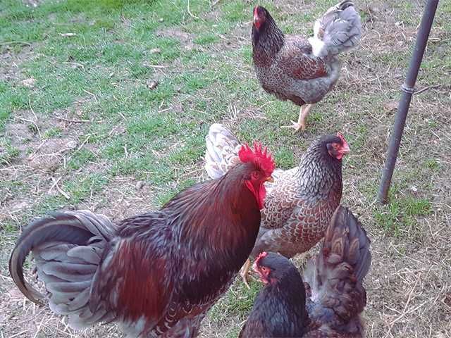 Яйце на інкубацію, Барневельдер: блакитноокаймленний, золото, срібло.