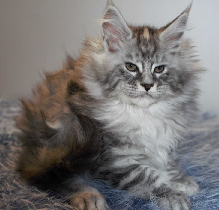 Piękna kotka do hodowli