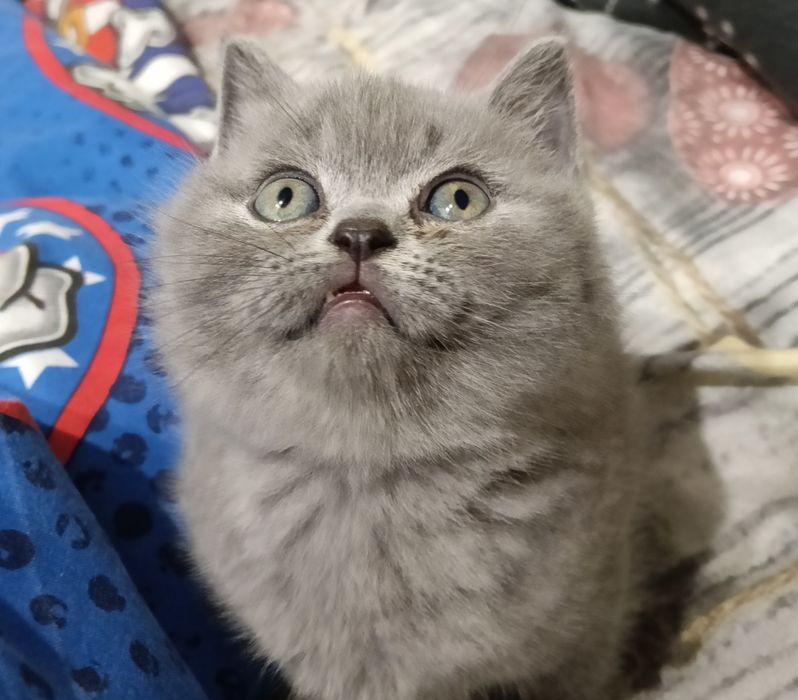 Неперевершене  кошеня для вашого комфортного життя.