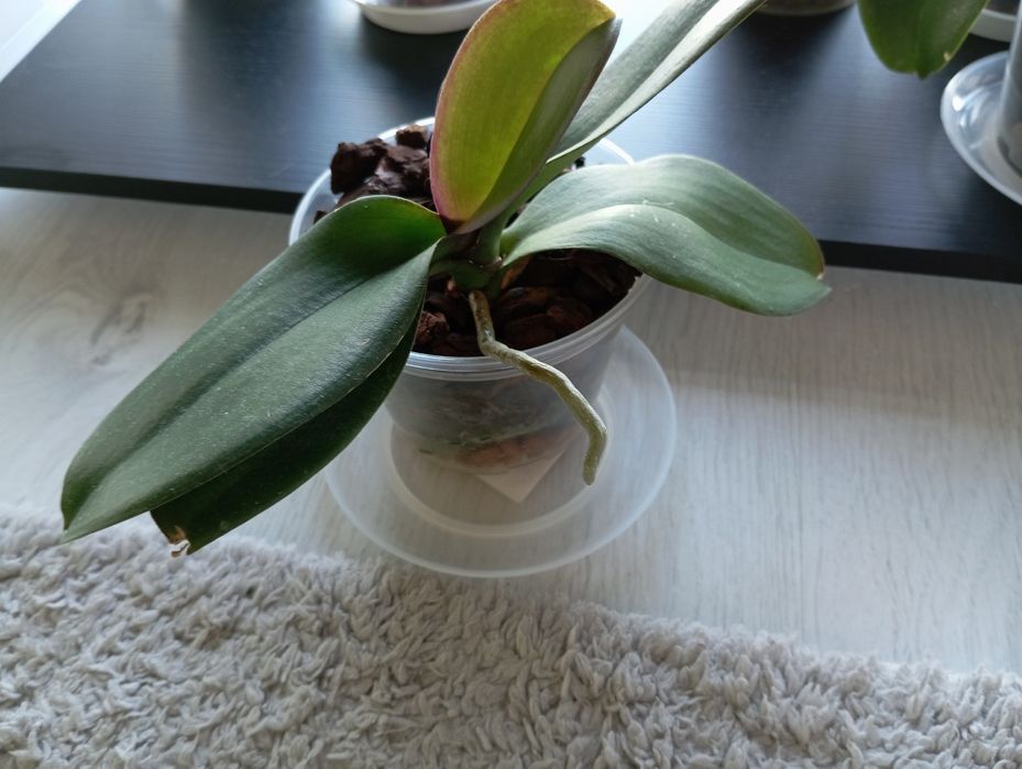 Орхідея Алмазне небо