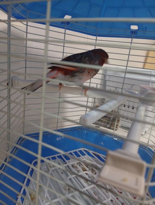 Canário alerquim português