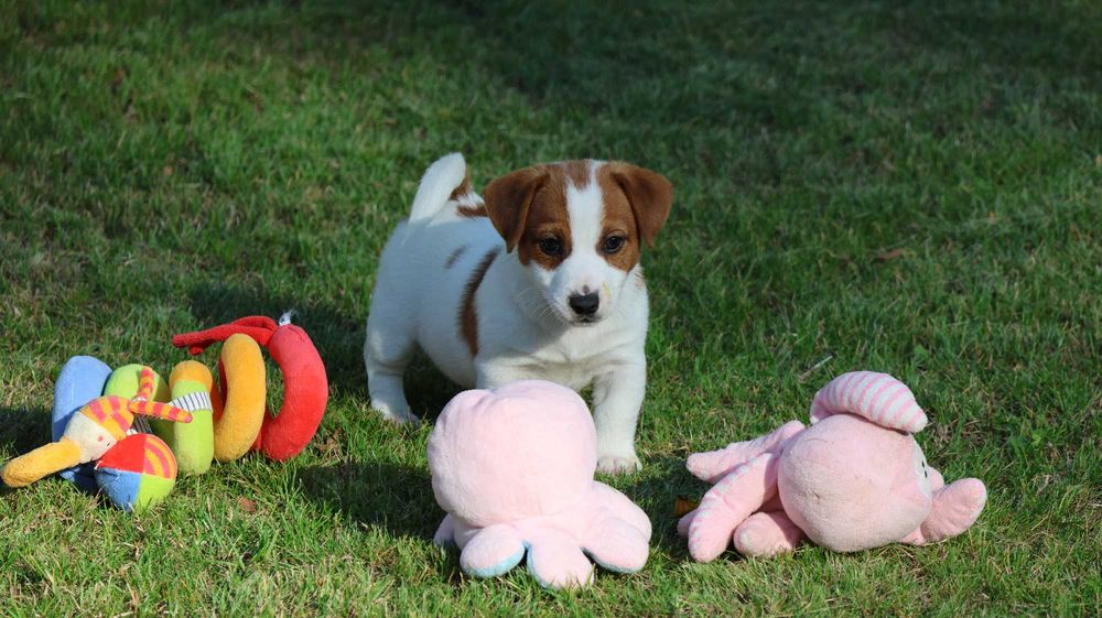 Jack Russell Terrier /ZKwP FCI- wzorcowa hodowla- PIESEK