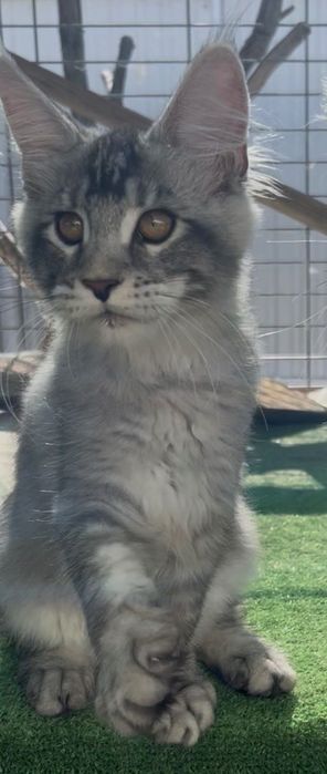 Maine Coon Silver Ticked Tabby
