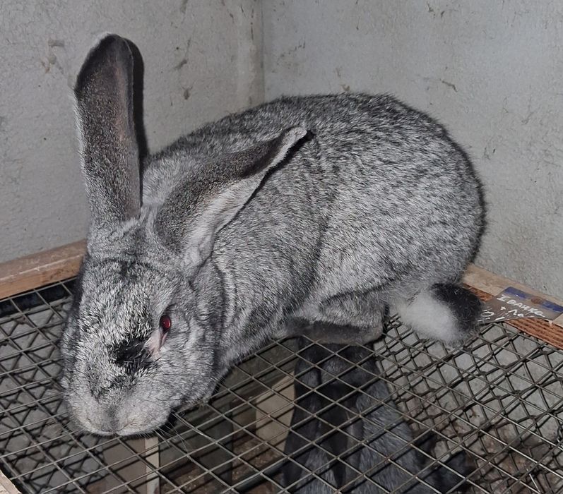 Кролик породи європейська шиншила