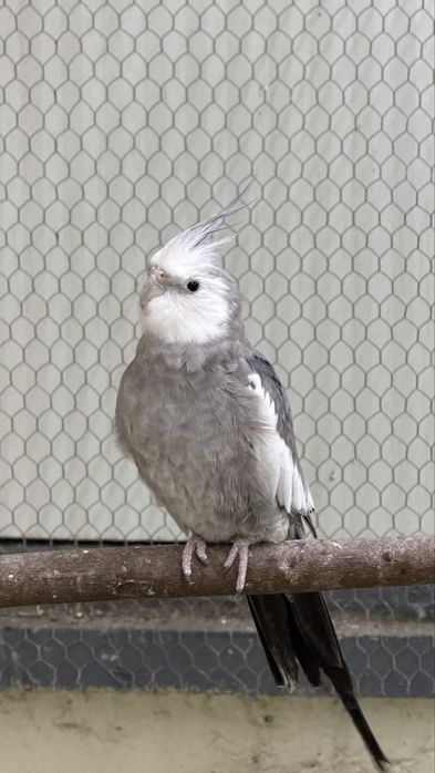 Caturra macho aduldo do inicio de 2025