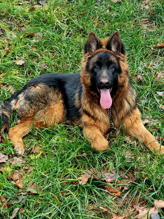 Owczarek Niemiecki suczka