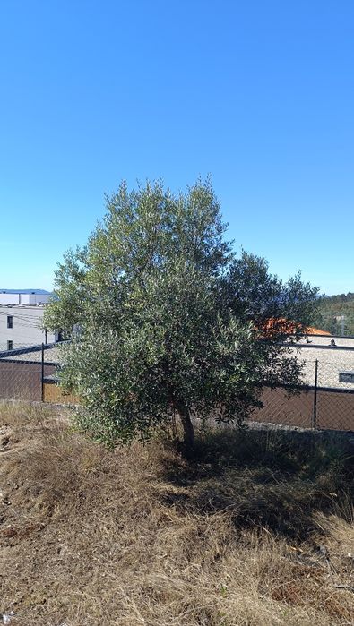 Oliveiras para venda