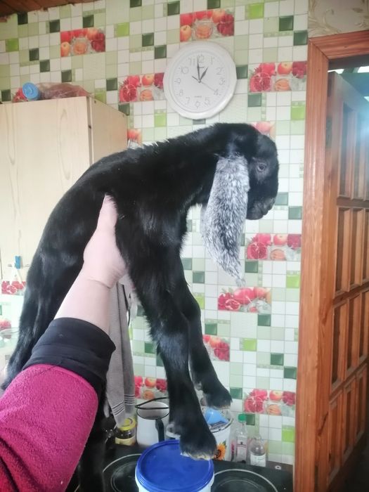 Продам козлика нубокаморі.