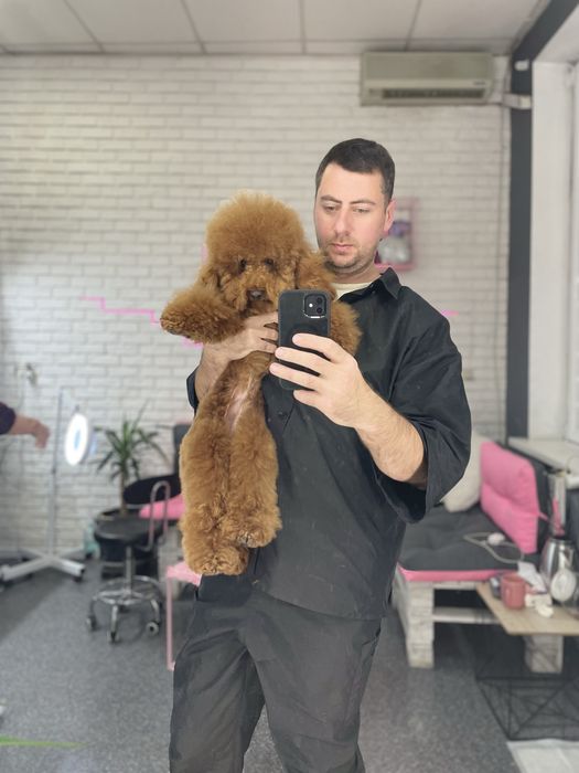 Ваш Грумер на Лівобережній | Стрижка собак | Тримінг | Роллінг | Линьк