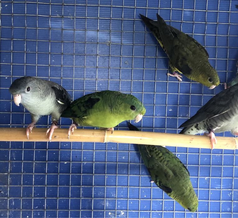 Catarinas ( Bolborhynchus lineola )