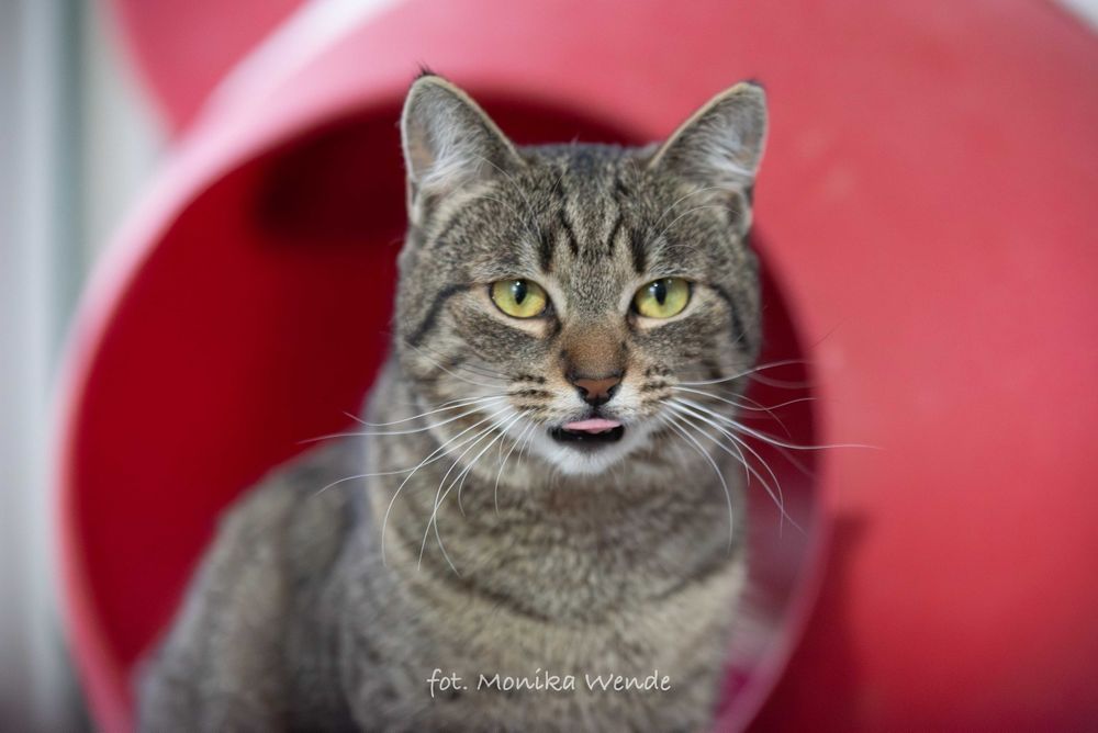 ISKRA- piękna młoda kotka szuka kochającego domu