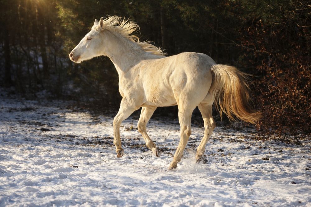 Ogierek szampański AQH quarter