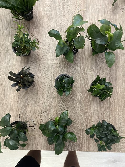 Anubias barteri vaso