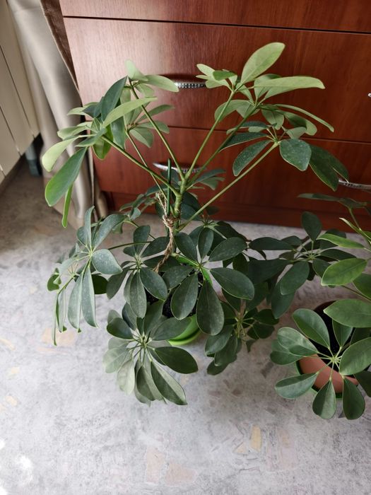 Шеффлера кімнатна деревовидна